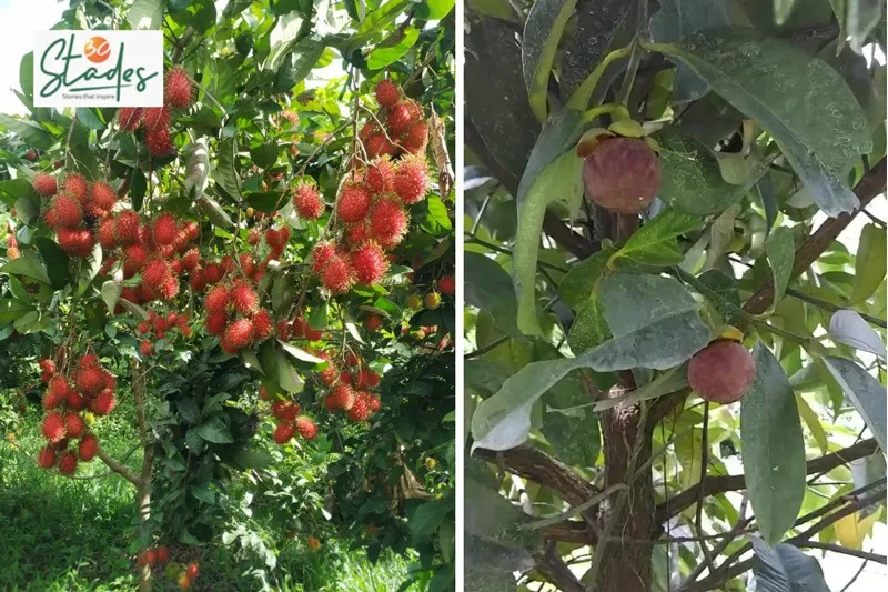 Philip-kurien-mangosteen-rambutan-trees-30stades