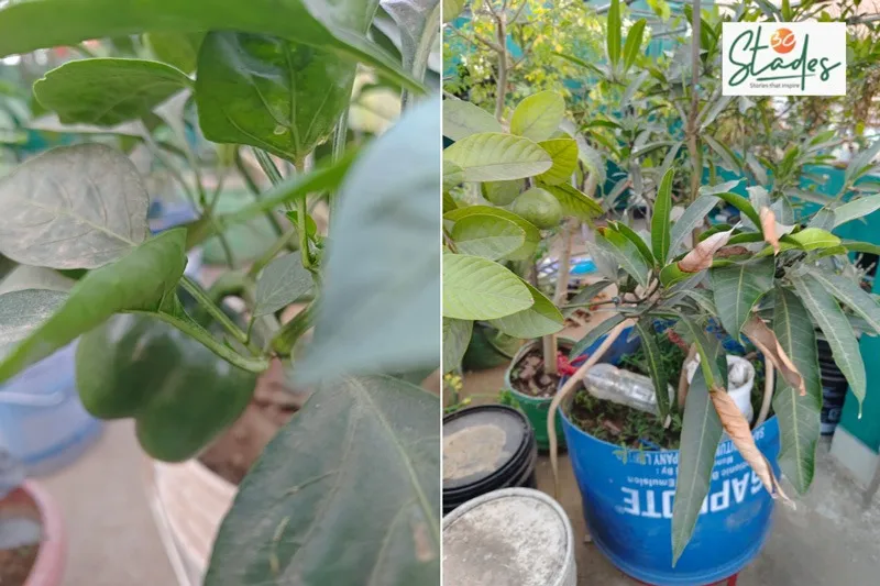 sarat-behera-terrace-vegetables-30stades