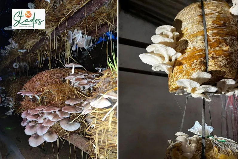 raj-mushrooms-paddy-straw-oyster-30stades