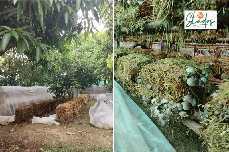 raj-mushrooms-paddy-straw-poly-cover-30stades