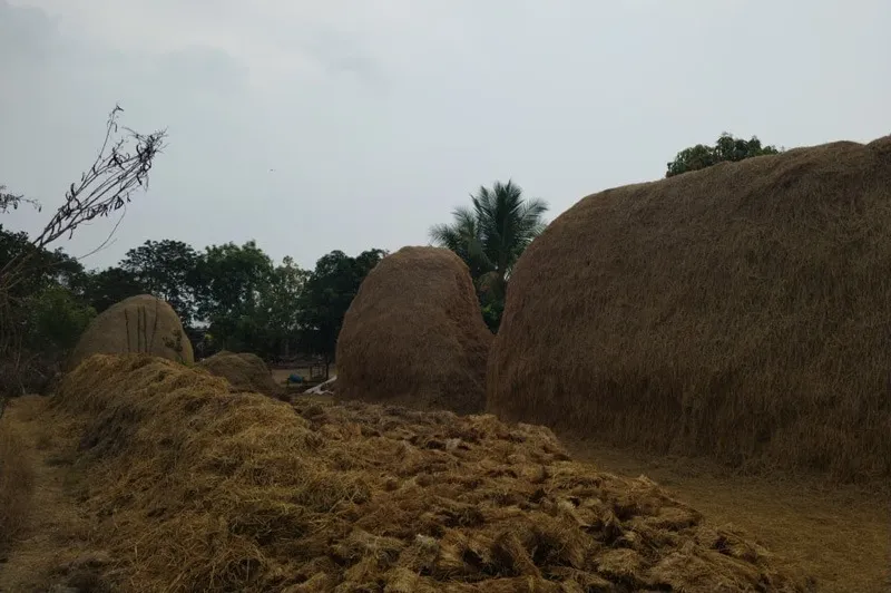 raj-mushrooms-paddy-straw-storage-30stades