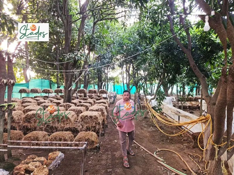 raj-mushrooms-paddy-straw-trees-30stades