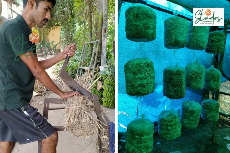 manas-mushrooms-oyster-cutting-straw-30stades