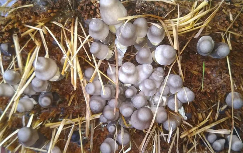 manas-mushrooms-oyster-paddy-straw-grow-30stades