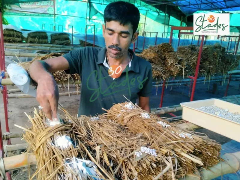 manas-mushrooms-oyster-preparing-bed-30stades