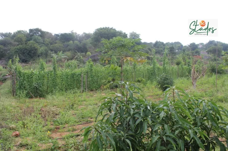 shihab-food-forest-early-layers-30stades