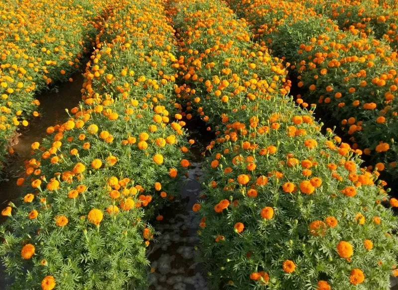ravi-pal-marigold-farm-rows-30stades