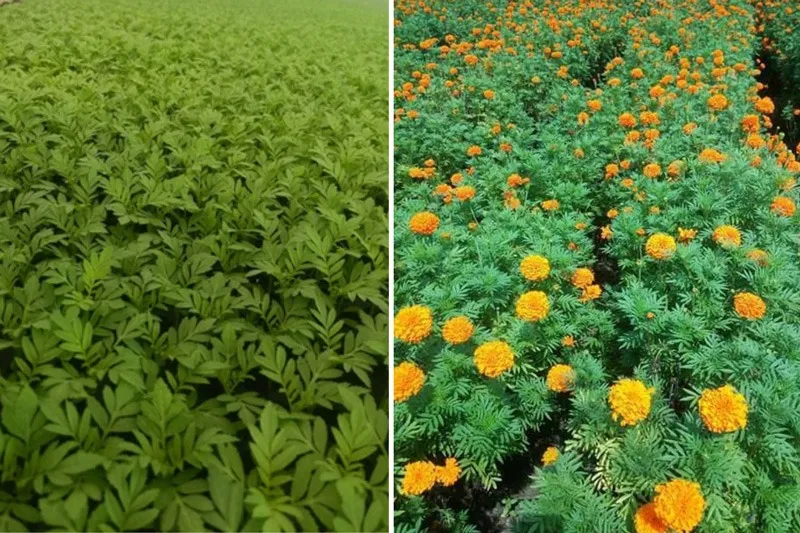 ravi-pal-marigold-saplings-30stades