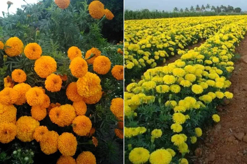 ravi-pal-marigold-two-types-30stades
