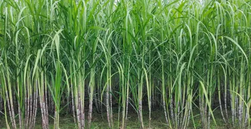 sugarcane-water-intensive-30stades