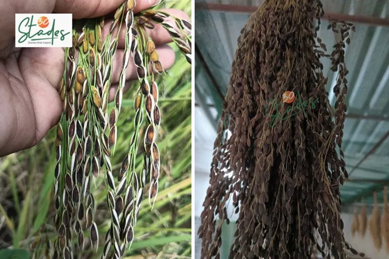 hrushikesh-seed-bank-black-paddy-30stades