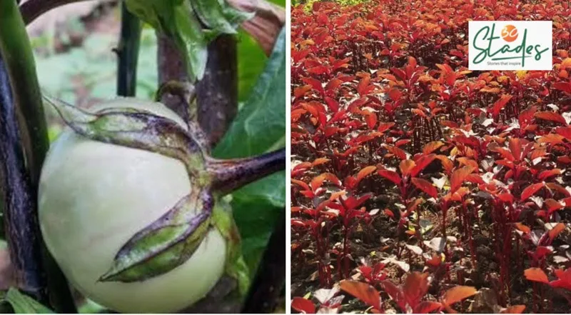 hrushikesh-seed-bank-brinjal-30stades