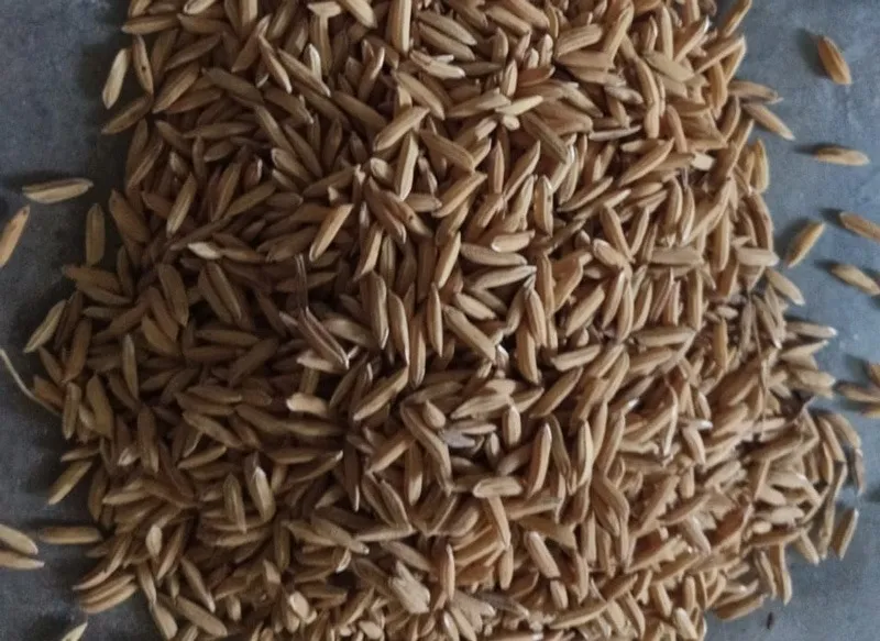hrushikesh-seed-bank-dashamati-paddy-30stades