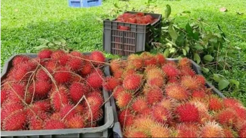 Babu-joseph-rambutan-harvest-30stades