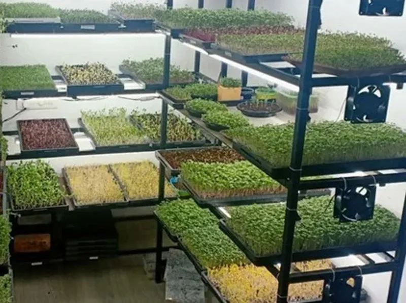 madhu-saluri-microgreens-trays-30stades
