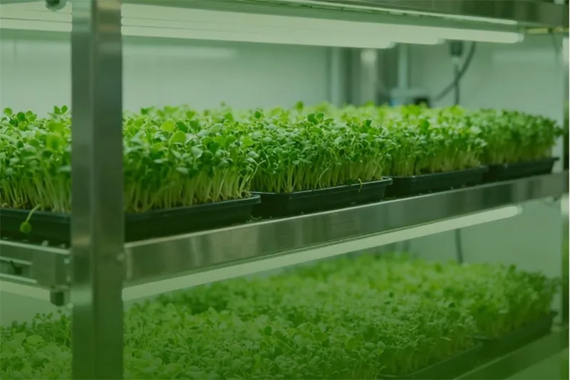 madhu-saluri-microgreens-unit-30stades