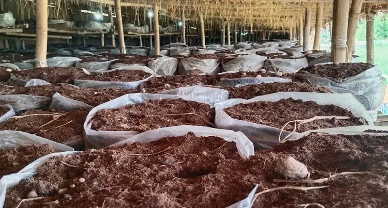 ajay-yadav-mushroom-bihar-bags-30stades