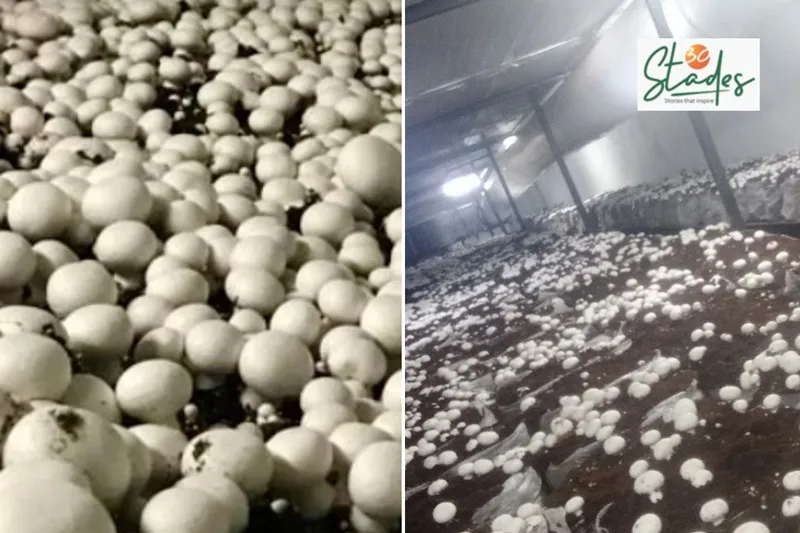 ajay-yadav-mushroom-bihar-production-30stades
