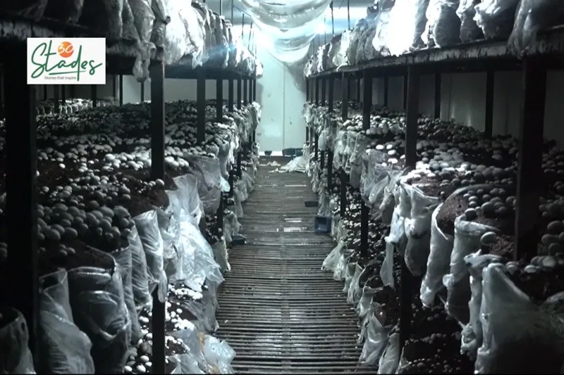 ajay-yadav-mushroom-bihar-unit-inside-30stades