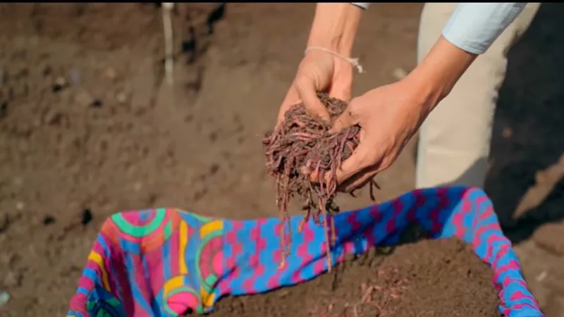 tikamchand-vermicompost-ratlam-earthworms-30stades