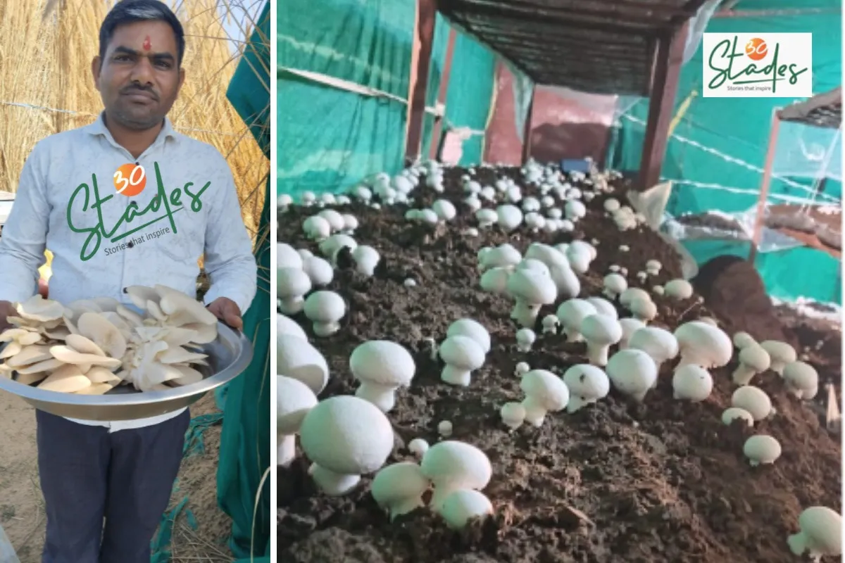 sanjay-yadav-mushroom-button-oyster-30stades