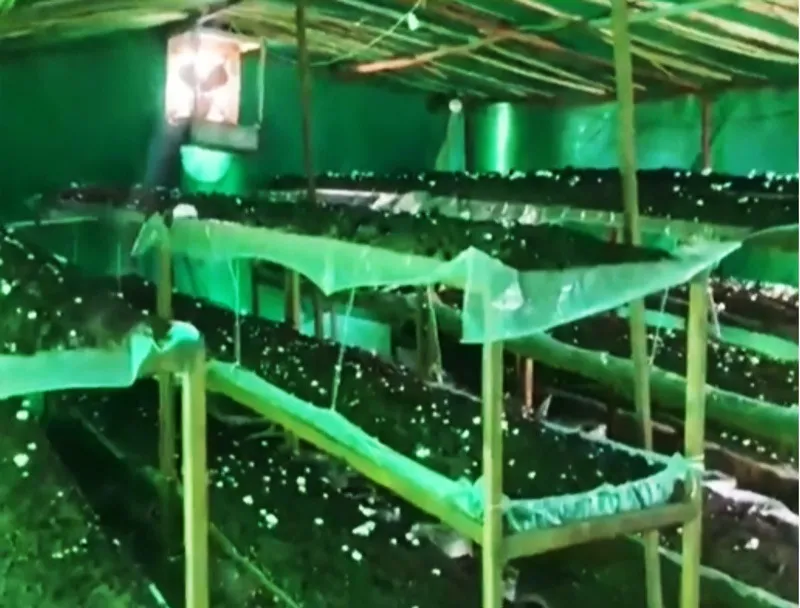 sanjay-yadav-mushroom-button-structure-30stades