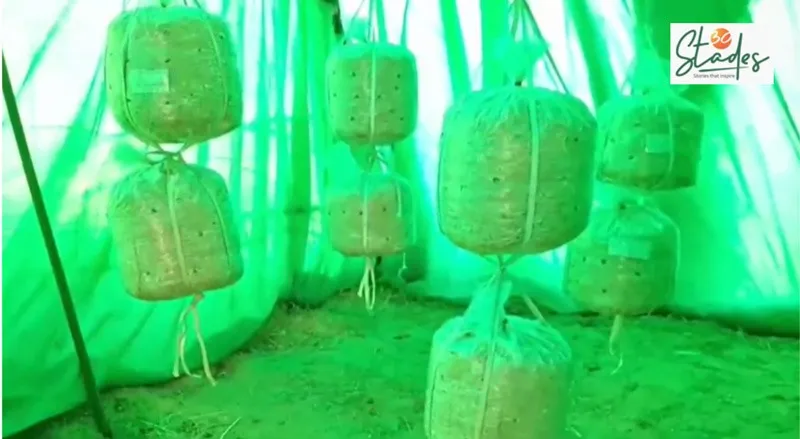 sanjay-yadav-mushroom-oyster-farming-30stades