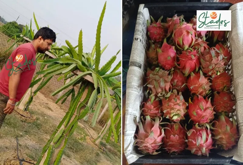 santosh-behera-dragon-fruit-odisha-yield-30stades