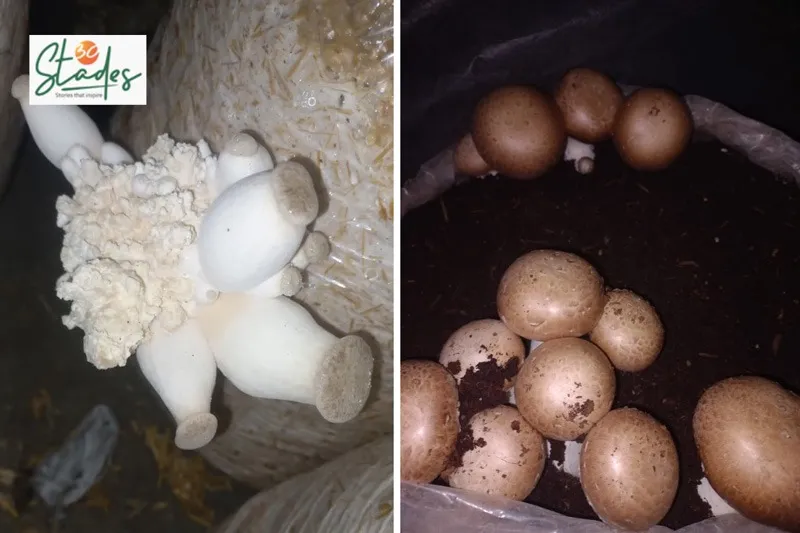 himanshu-saini-mushroom-cremini-30stades