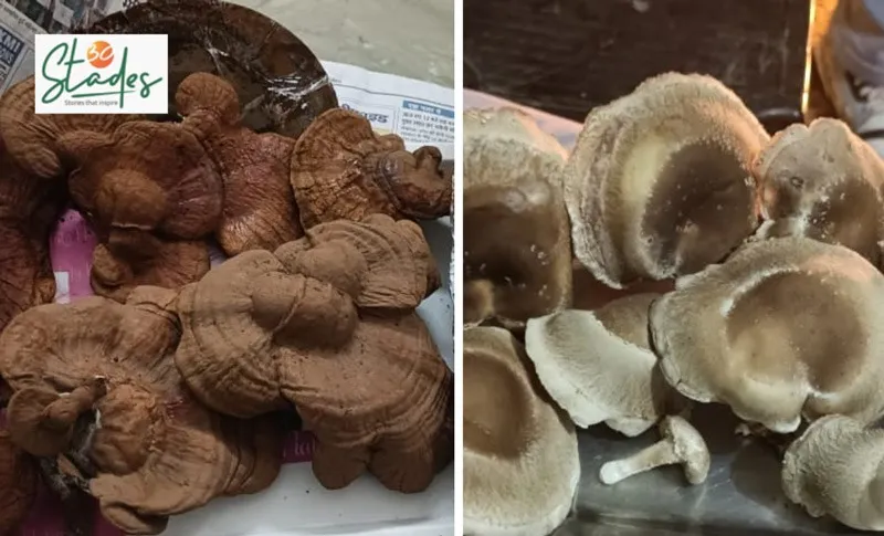 himanshu-saini-mushroom-reishi-30stades