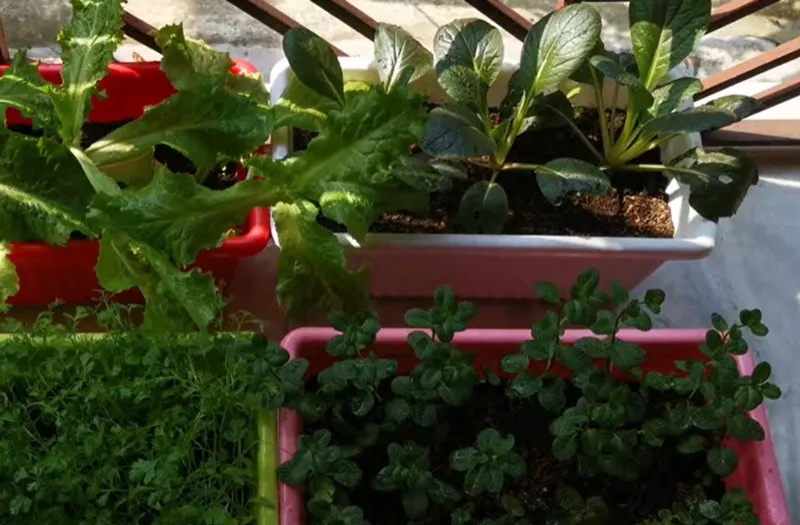 five-salad-balcony-2-steps-30stades