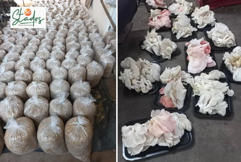 himanshu-saini-mushroom-bags-30stades