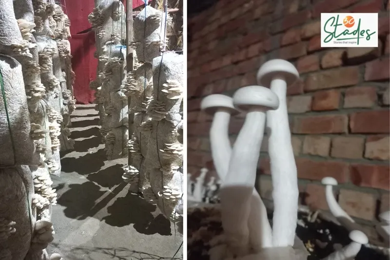 himanshu-saini-mushroom-oyster-milky-30stades