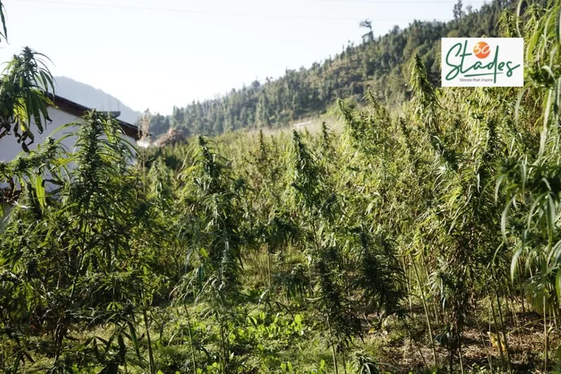 kumaon-khand-hemp-plantation-30stades