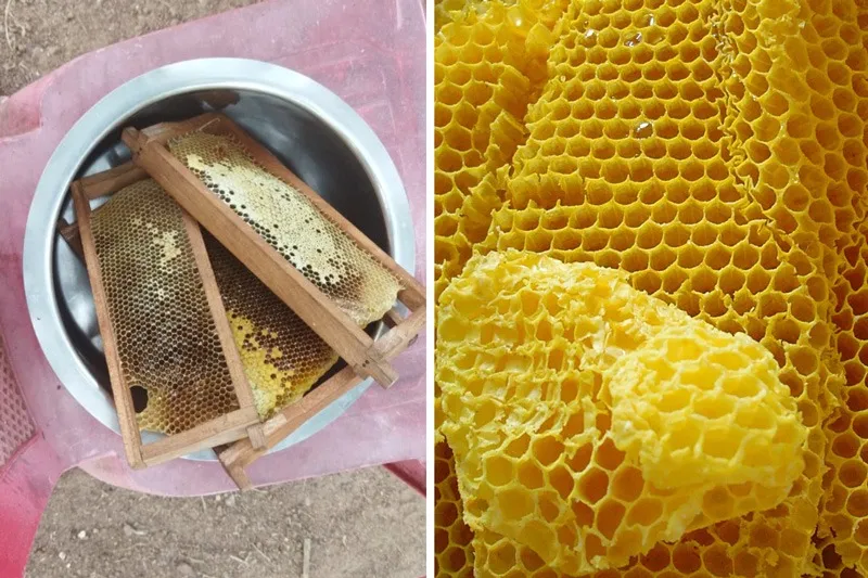 maheswar-beekeeping-odisha-honeycomb-30stades