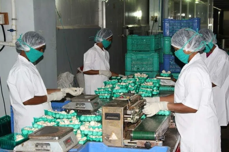 Vibhor-chauhan-button-mushroom-haridwar-30stades