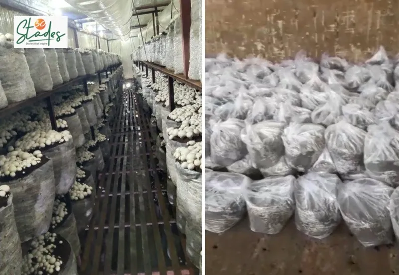 Vibhor-chauhan-button-mushroom-unit-bags-30stades