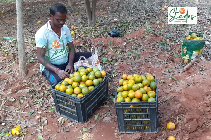 orange-farming-deogarh-a-farmer-30stades