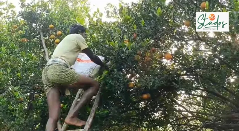 orange-farming-deogarh-harvesting-30stades