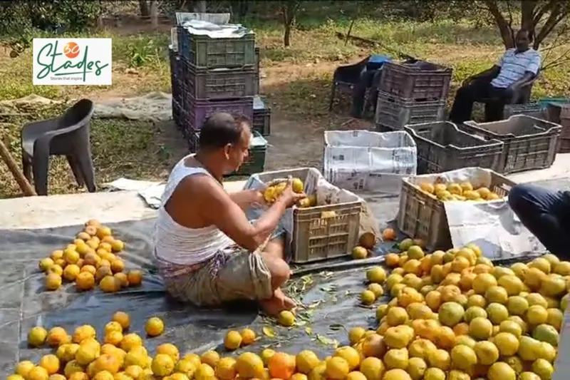 orange-farming-deogarh-prasanna-sorting-30stades