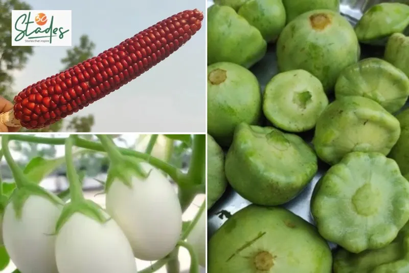 senior-seeds-punjab-amarjeet-chhapan-tinda-30stades