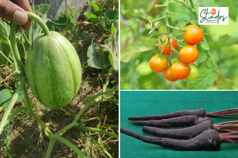 senior-seeds-punjab-amarjeet-kali-gajar-30stades