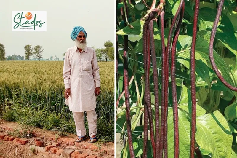 senior-seeds-punjab-amarjeet-long-beans-30stades