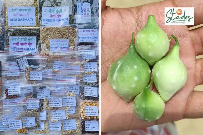 senior-seeds-punjab-amarjeet-seed-packets-30stades