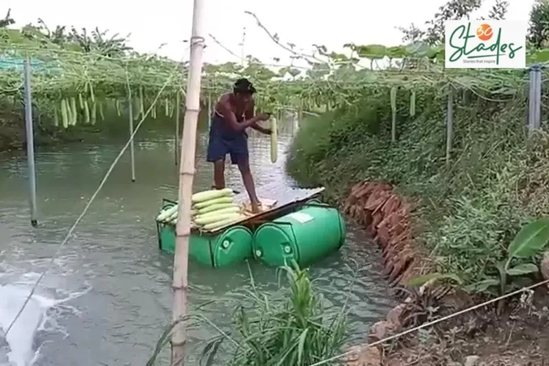 hirod-patel-odisha-farmer-harvesting-gourds-30stades