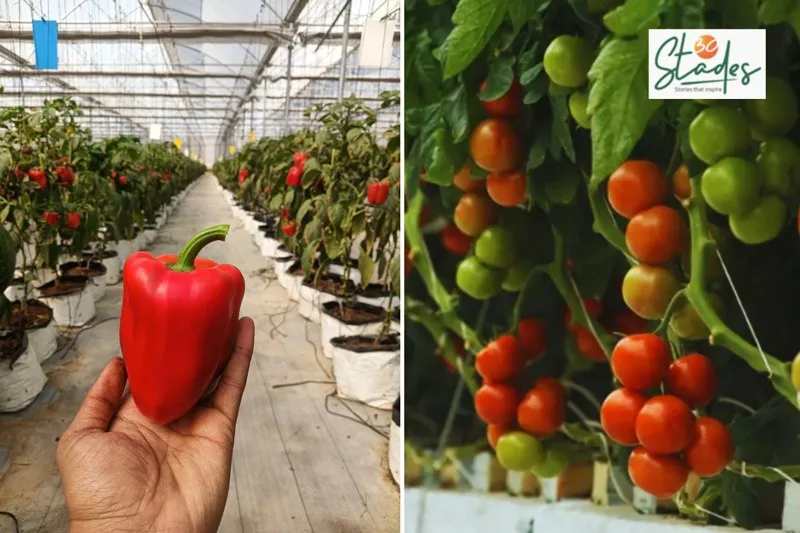 sona-mishra-hydroponics-cherry-tomatoes-30stades