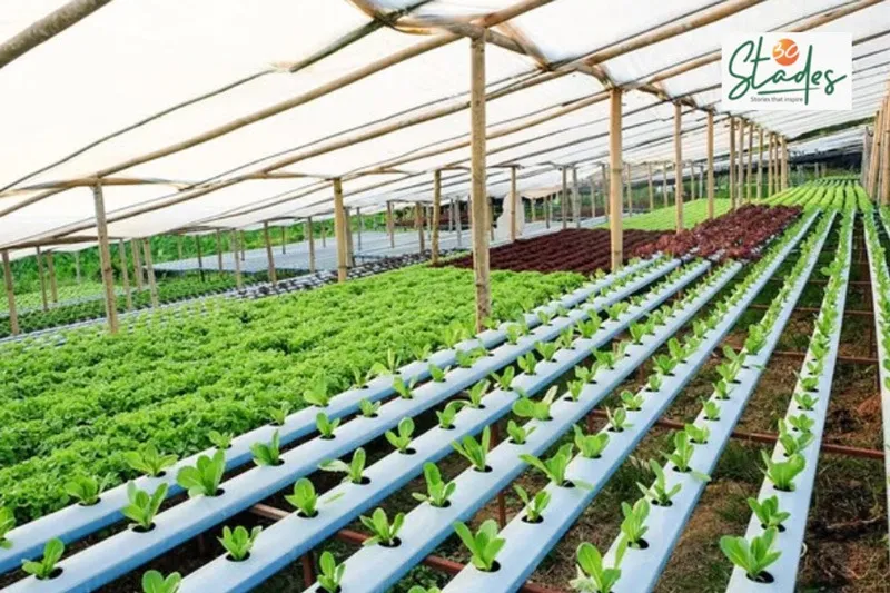 sona-mishra-hydroponics-lettuce-varieties-30stades