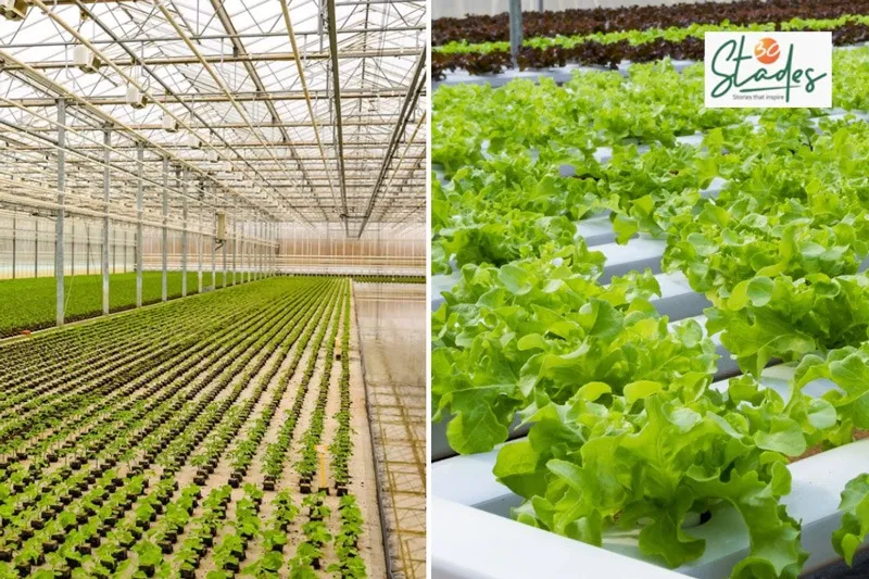 sona-mishra-hydroponics-unit-long-shot-30stades