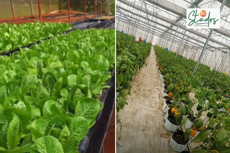 sona-mishra-hydroponics-yellow-bell-peppers-30stades