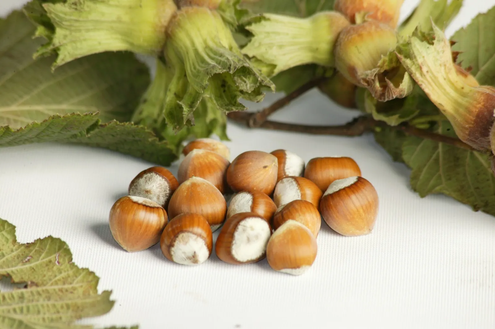 Hazelnuts